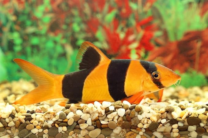 S&C AQUATICS MINI Beefheart & Soft BIT Mix,Beef Heart,Discus Food,Angel Fish Food,Cichlids (6oz) - A8