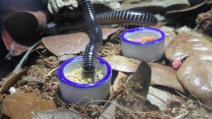 Tarantula Micro Water Bowl Spider Anti-Turnover Bowl for Small Hamster Tarantula Spider Scorpion Cricket Snail Manti Millipede Tiny Bugs Reptile Terrarium Cage Accessories (S (0.86''dia),4 Pcs)