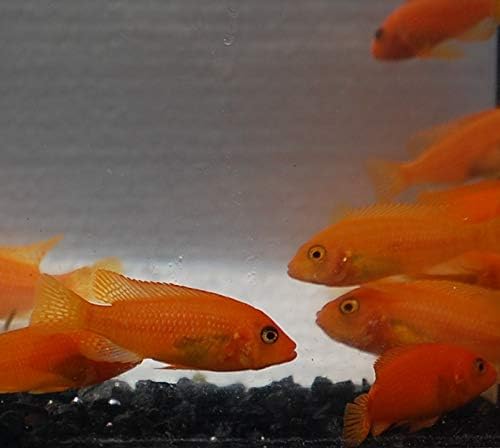 Quinn's Fins- Live Cherry Red Zebra (Small)