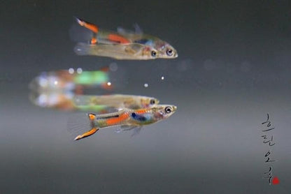 Swimming Creatures™ Tropical Live Guppy Freshwater Aquarium Fish (6 Assorted Color Endler)