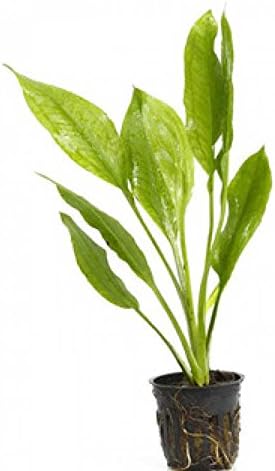 Potted Live Aquarium Plants | Freshwater Aquatic Plants for Aquariums (Amazon Sword)