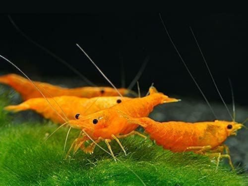 15+ Red–Blue-Orange Live Freshwater Shrimp High Grade Live Shrimps - Freshwater Shrimp Aquarium Inverts, Hardy Nano Tank Healthy Shrimps Pets - with Live Arrival Guarantee
