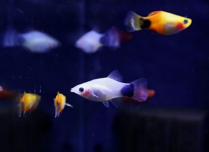 Swimming Creatures™ Tropical Live Guppy/Platy Livebearers Freshwater Aquarium Fish (6 Assorted Color Platy)