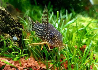 Swimming Creatures 3 PCS Assorted Corydoras Mix, Freshwater Aquarium Catfish Live Arrival Guarantee (2-3 Kinds Mix)