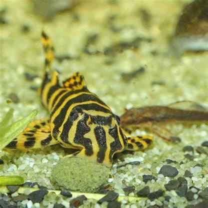 Aquatic Foods Ultra Multi-Worm 12mm - 1/2'' Sinking Wafers of 6-Types of Worms. Ideal for Bottom Fish, Plecos, Shrimp, Snails, Crayfish, All Herbivorous & Omnivorous Tropical Fish...1/2-lb
