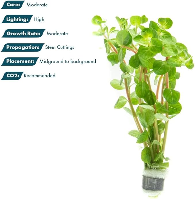 SubstrateSource Live Plants - Fujian Rotala (Rotala Fujian) - Medium to High Light, Light Green to Pinkish-Red Accent Freshwater Aquatic Stem Plant, Midground to Background Placement - Pot, 4 Pack
