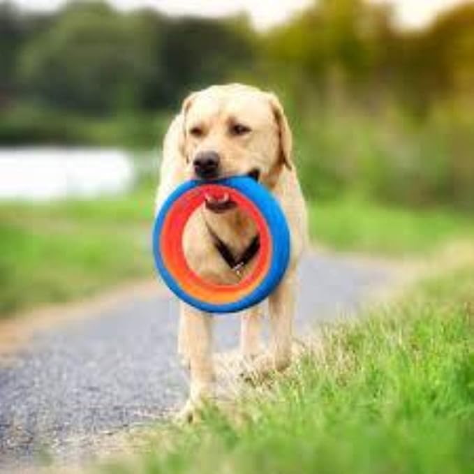 Chuckit! Fetch Wheel Outdoor Dog Toy, Small, For Small Breeds