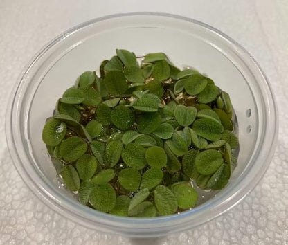 Ultimate Floating Plant Bundle - Duckweed, Red Root Floaters, Salvinia - Aquarium Enthusiasts’ Dream Collection