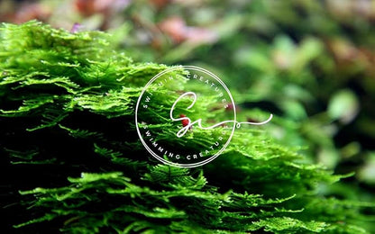 Swimming Creatures™ Live Aquarium Plants (Christmas Moss (25sq inch Portion))