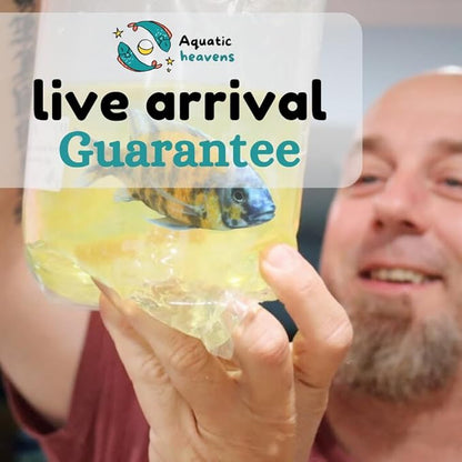 live freshwater Aquarium tropical crab live