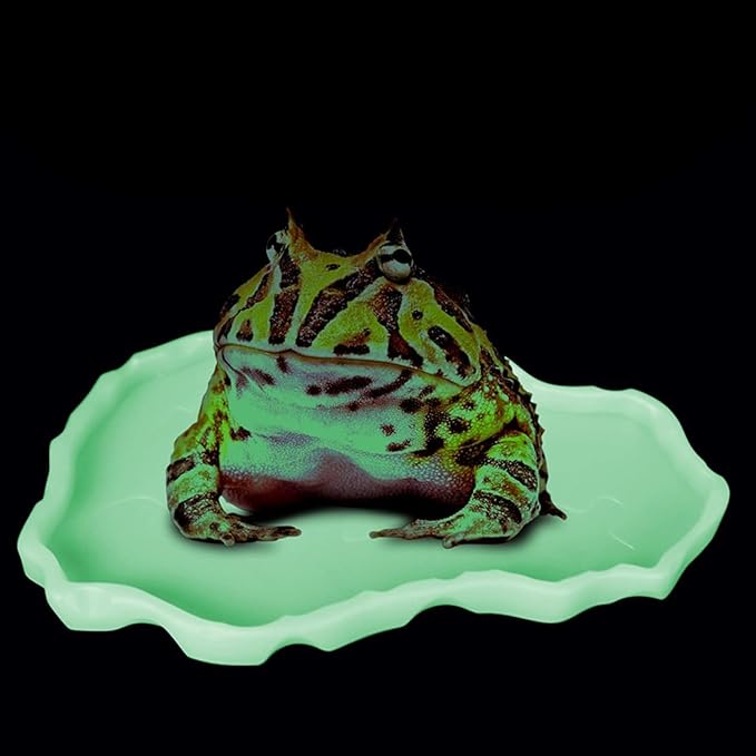 Reptile Food and Water Bowl, Plastic Feeding Plates for Turtle, Tortoise, Lizard, Chameleon, Iguana, Snake, Gecko