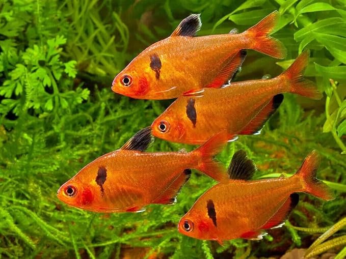 Aquatic Foods Inc. 1mm - 1/32" Floating Pellets for Bettas, Siamese Fighting Fish, Guppies, Tetras, Live Bearers, Baby Koi, All Smaller Tropical and Pond Fish...WL 4-lbs Lg Jar