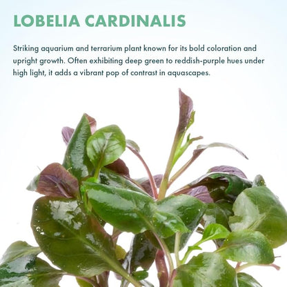 SubstrateSource Live Plants - Cardinal Flower (Lobelia cardinalis) - Moderate to High Light Aquarium Display, Bright Green Accent, Midground Placement for Aquascaping, Stem Aquatic Plant - Pot