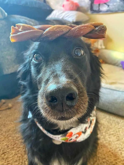 hotspot pets Braided Bully Sticks for Dogs - 6 Inch Stix (10 Pack) All Natural Long Lasting Twisted Beef Pizzle Dog Chew Treats - Low Odor, Grain Free Fully Digestible Rawhide Alternative Sticks