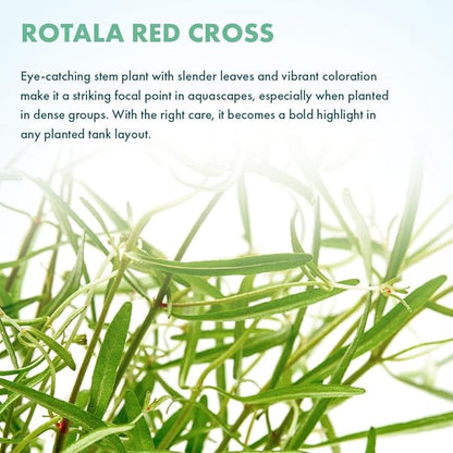 SubstrateSource Live Plant - Rotala Red Cross - Moderate Care, High Light, Red-Orange Accent, Freshwater Aquatic Plant for Aquascaping - Lead Bunch