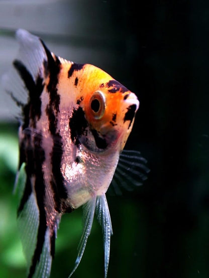 S&C AQUATICS MINI Beefheart & Soft BIT Mix,Beef Heart,Discus Food,Angel Fish Food,Cichlids (32oz - 2 LBS) A8