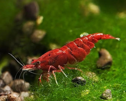 15+ Red–Blue-Orange Live Freshwater Shrimp High Grade Live Shrimps - Freshwater Shrimp Aquarium Inverts, Hardy Nano Tank Healthy Shrimps Pets - with Live Arrival Guarantee