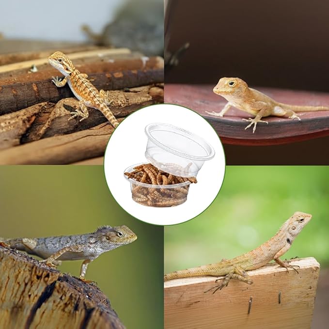 100 Pcs Gecko Food and Water Cups Small Plastic Feeder Cups Reptiles Accessories Reptile Water Bowl Gecko Food Cups Reptile Feeding Bowls for Gecko Lizards Tarantula and Other Small Pets (0.5oz)