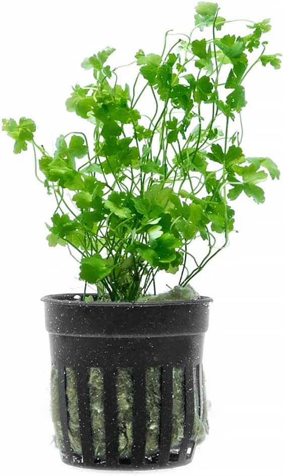 SubstrateSource Live Aquarium Stem Plants - Freshwater Aquatic Plant for Fish Tanks, Aquascaping - (Diamond Ludwigia Peruensis, 1 Bunch)