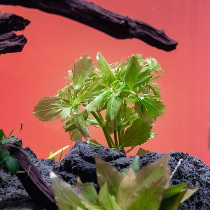 SubstrateSource Live Aquarium Stem Plants - Freshwater Aquatic Plant for Fish Tanks, Aquascaping - (Water Wisteria Hygrophila Difformis, 1 Bunch)