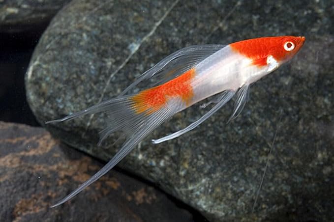 Aquatic Foods Inc. Live Bearer Ultra Red Color Enhancing 1.5mm-2mm Floating Pellets. Color Enhancing in 10-Days for Swordtails, Platies, All Live Bearers…1-lb Bag