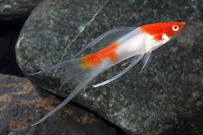 Aquatic Foods Inc. Live Bearer Ultra Red Color Enhancing 1.5mm-2mm Floating Pellets. Color Enhancing in 10-Days for Swordtails, Platies, All Live Bearers…1-lb Bag