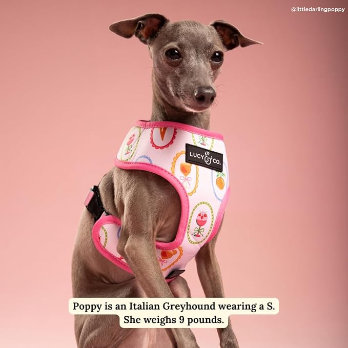 Lucy & Co. Dolce Vita Reversible Dog Harness, Adjustable Comfort Fit with Dual Leash Attachments, X-Large