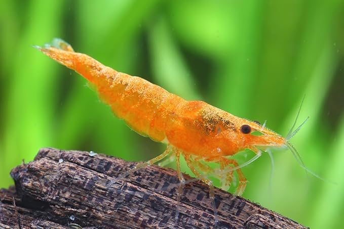 15+ Red–Blue-Orange Live Freshwater Shrimp High Grade Live Shrimps - Freshwater Shrimp Aquarium Inverts, Hardy Nano Tank Healthy Shrimps Pets - with Live Arrival Guarantee