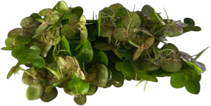 60+ Live Giant Duckweed Plants, Spirodela Polyrhiza, Floating Plants for Pond, Aquarium