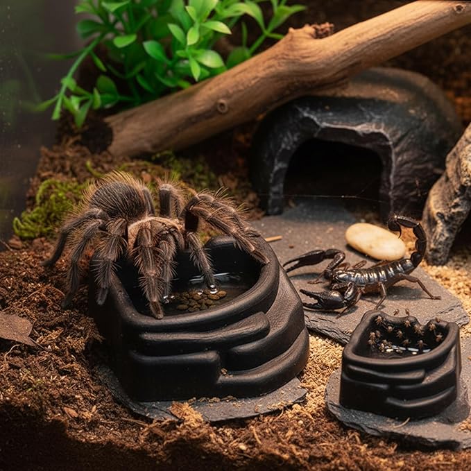Miniature Water Dish for Scorpions Tanks and Arachnids Cages Nonslip Base Easy to Hygienic Transparents Reptiles Water Container