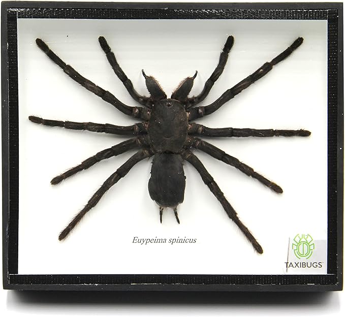 Real Giant Bird Eating Tarantula EURYPEIMA SPINCRUS Spider Taxidermy Transparent Boxed Display (Black Wooden Box)