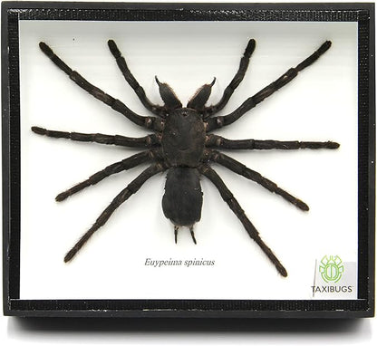 Real Giant Bird Eating Tarantula EURYPEIMA SPINCRUS Spider Taxidermy Transparent Boxed Display (Black Wooden Box)