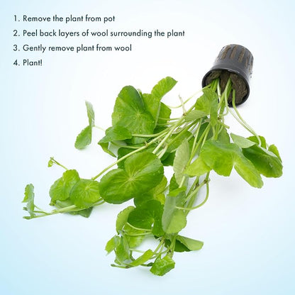SubstrateSource Live Plants – Brazilian Pennywort (Hydrocotyle leucocephala) – Low to Medium Light, Bright Green Accent, Midground to Background Aquarium Placement, Stem Growth – Pot, 1 Pack