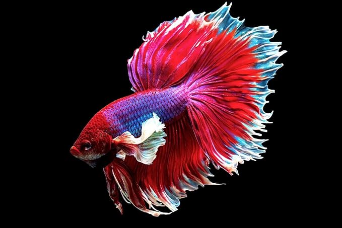 Aquatic Foods Inc. 1mm - 1/32" Floating Pellets for Bettas, Siamese Fighting Fish, Guppies, Tetras, Live Bearers, Baby Koi, All Smaller Tropical and Pond Fish...WL 4-lbs Lg Jar