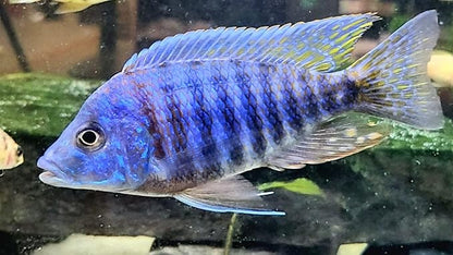 S&C AQUATICS MINI Beefheart & Soft BIT Mix,Beef Heart,Discus Food,Angel Fish Food,Cichlids (6oz) - A8