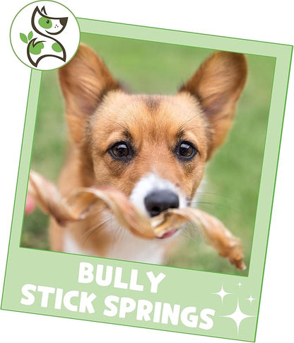 Nature Gnaws Bully Stick Springs for Dogs 7-8" (12 Count) - Long Lasting for Aggressive Chewers - Natural Curly Beef Dog Chew Bones - Rawhide Free