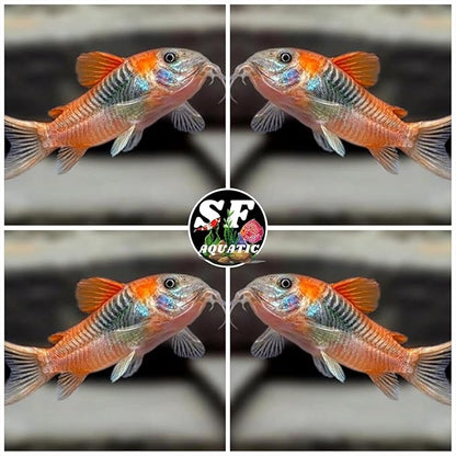 SF Aquatic™ 5 Corydoras Freshwater Aquarium Catfish Live Arrival Guarantee (Orange Venezuela Corydoras)