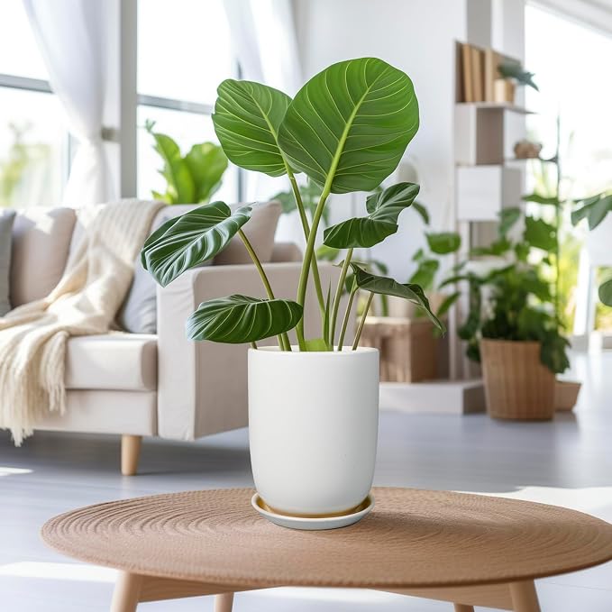 Plant Pot 8 Inch - Ceramic Planter for Indoor Plants Outdoor, Large Plant Pot with Drainage Hole and Saucer, Modern Flower Pot, White