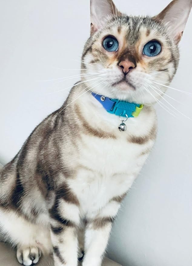 Kittyrama Cat & Kitten Collar - Cat Friendly Award Winner - Soft, Comfortable, Hypoallergenic, with Release Buckle - Seen in Vogue Magazine - Tahiti - Other Styles Available
