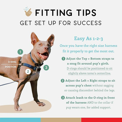 No Pull Dog Harness | Comfortable Dog Training Harnesses | Effective No Pull Harness Design | Ideal Dog Harness for Small Dog and Puppy | 4-Point Adjustable (XS - 15~20 inch Girth, Navy)