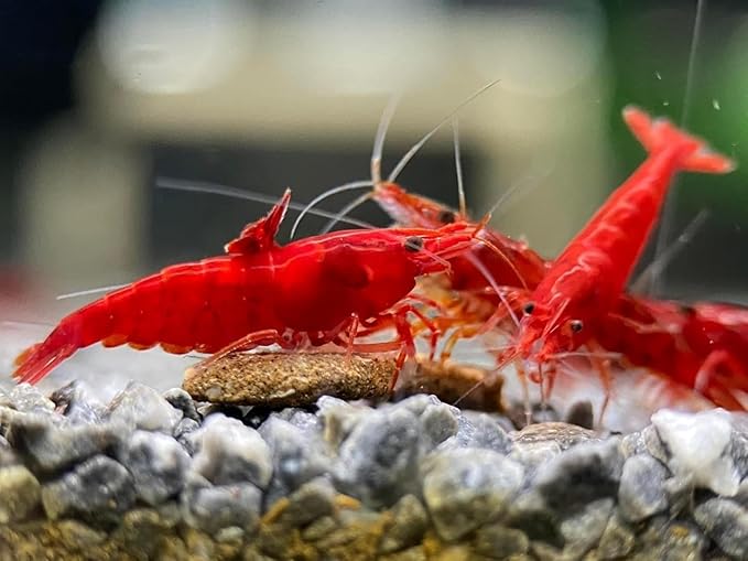 Fire Red Premium High-Grade Neocaridina Freshwater Aquarium Shrimp, Live Arrival Guarantee (Pack 20)