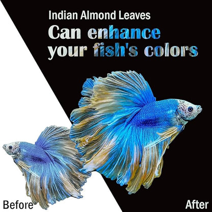 Premium Indian Almond Leave. Aquarium Decorations Size 6-9" Pack 50g(20-25 Leaves). Catappa Leaves Rich in Tannin. Superb to be Health Better, Vitality, Succesful Breeding! of Shrimp & Betta Fish Tank