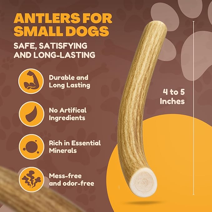 WhiteTail Naturals - Deer Antlers for Extra Small Dogs (12 Pack) Natural Dog Antler Chews for Puppies & Small Aggressive Chewers - Long Lasting Chew Bones
