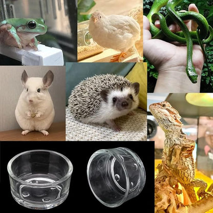 Senzeal 4X Glass Reptile Feeding Dish Food Water Bowl Feeder Bowl Cup Basin Tray Container for Small Pets Reptile Lizard Spider Scorpion Corn Snake Centipede Crickets