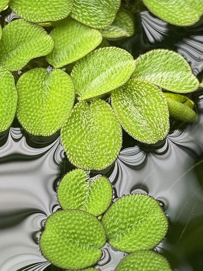 Salvinia Minima Water Spangle Live Floating Aquarium Plant Freshwater Planted Tank Ponds Aquascapes Natural Water Filtration Easy Care Growing Natural Shade Cover Betta Shrimp Salvinia 6 Plants