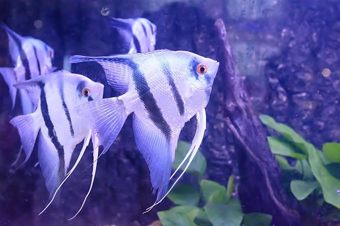 S&C AQUATICS MINI Beefheart & Soft BIT Mix,Beef Heart,Discus Food,Angel Fish Food,Cichlids (6oz) - A8
