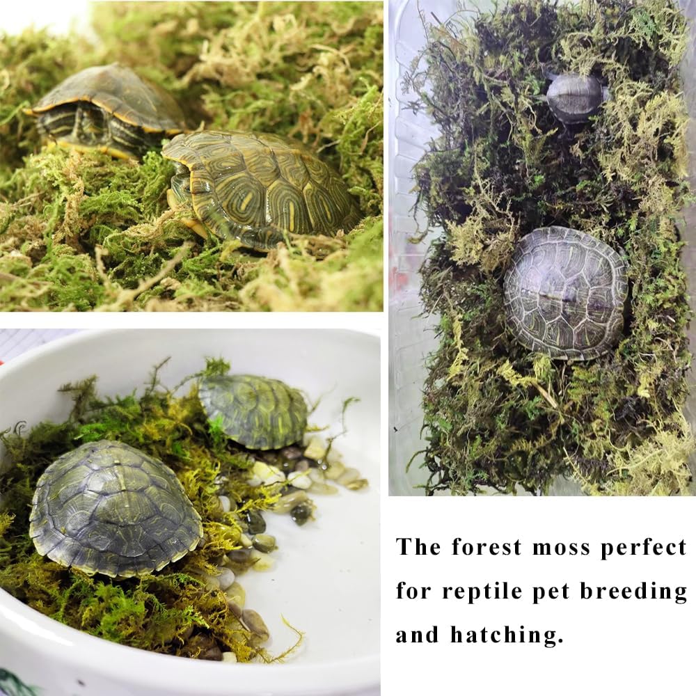5L Forest Moss for Hamster Syrian Gerbils Bedding, Natural Moss Perfect for Potted Plants, Terrariums, Reptile Tanks and Live Creature Projects