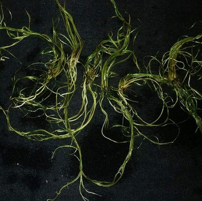 Greenpro | Cryptocoryne Tonkinensis Freshwater Live Aquarium Plants Tissue Culture for Fish Tank Decoration