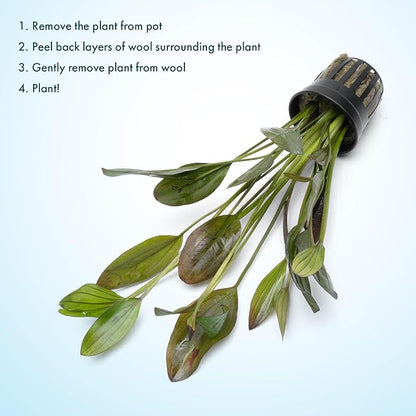 SubstrateSource Echinodorus Ozelot Green Sword Live Plant for Freshwater Aquariums, Natural Fish Tank Decorations, and Aquatic Decor (1 Pot (2-3 Plants))