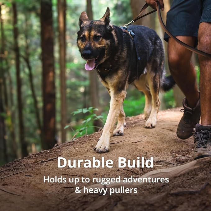 Ruffwear, Front Range Dog Harness, Reflective Soft Padded Everyday Harness with Dual Leash Clips, Adjustable and Lightweight Fit for Training or Walking for All Dogs, Basalt Gray, XX-Small